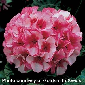 Geranium Maverick Star - Bloom