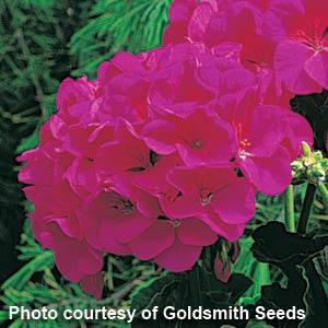 Geranium Maverick Violet - Bloom