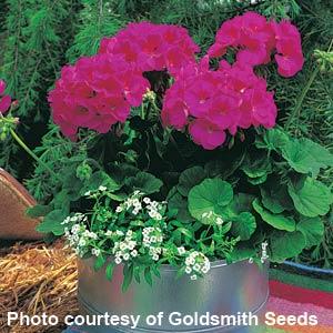 Geranium Maverick Violet - Container