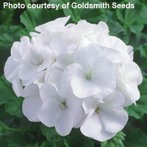 Geranium Maverick White - Bloom