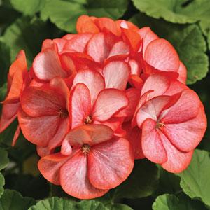 Geranium Maverick Scarlet Picotee - Bloom