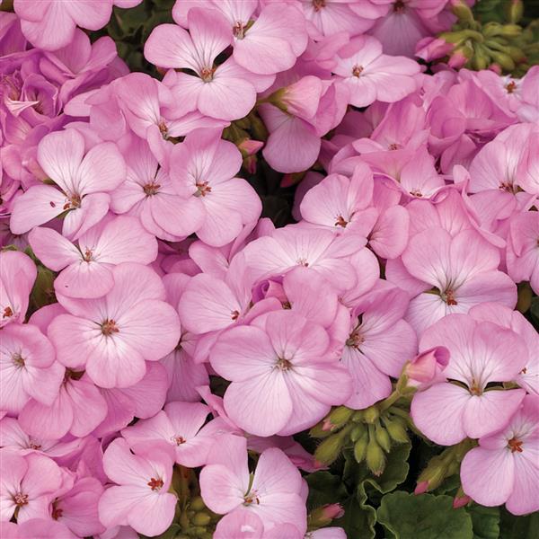 Geranium Multibloom Lavender - Bloom
