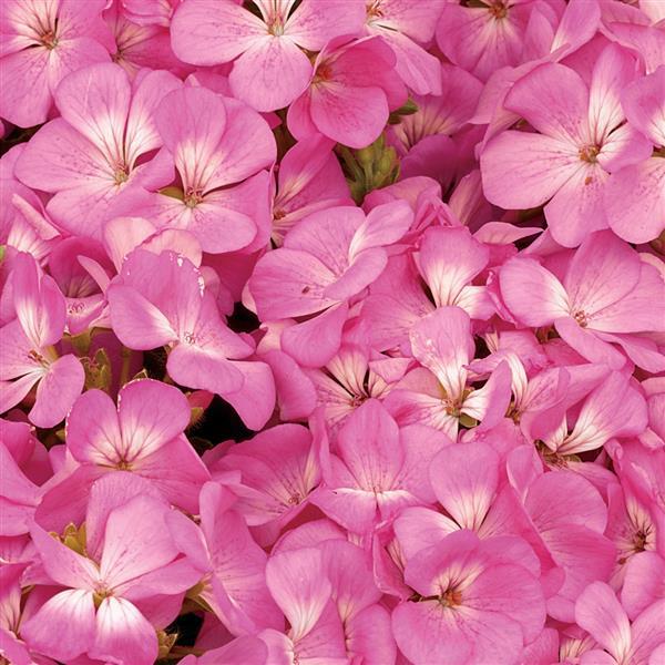 Geranium Multibloom Pink - Bloom