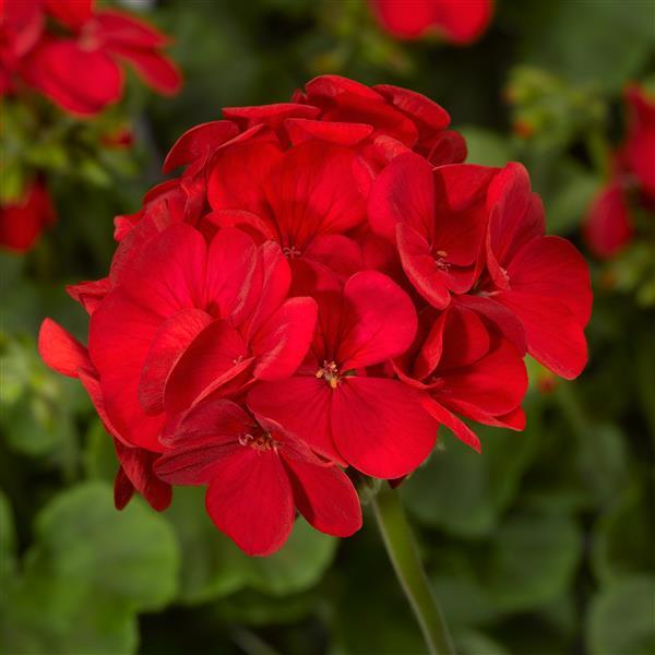 Geranium Multibloom Red - Bloom