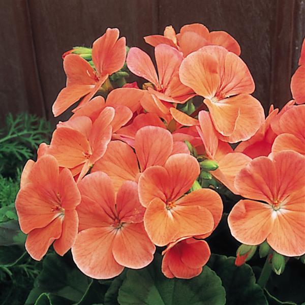 Geranium Multibloom Salmon - Bloom