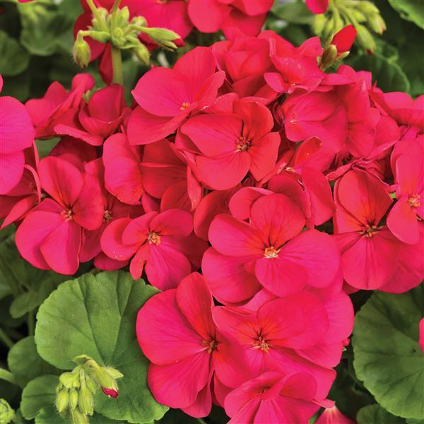 Geranium Multibloom Violet - Bloom