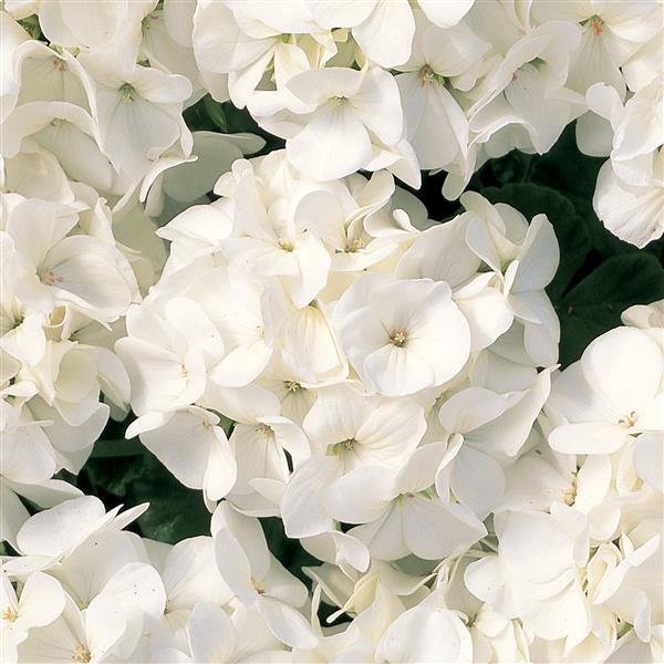 Geranium Multibloom White - Bloom