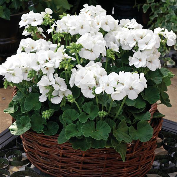 Geranium Multibloom White - Container