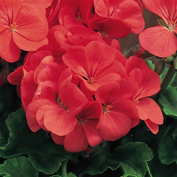 Geranium Multibloom Capri - Bloom