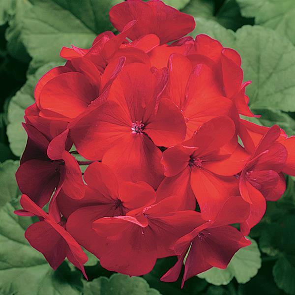 Geranium Ringo 2000 Cardinal - Bloom