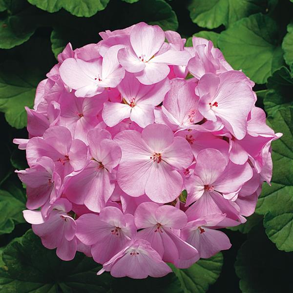 Geranium Ringo 2000 Lavender - Bloom