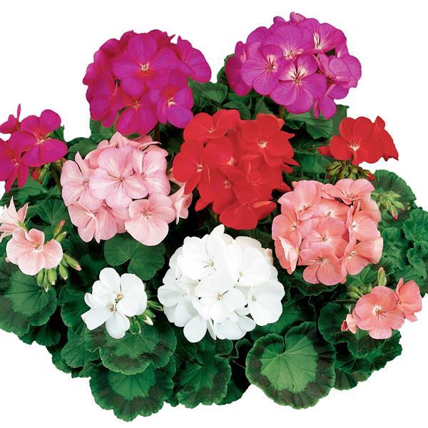 Geranium Ringo 2000 Mix - Bloom