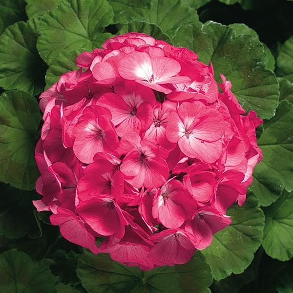 Geranium Ringo 2000 Pink - Bloom