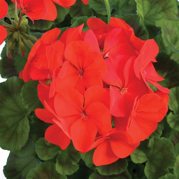 Geranium Ringo 2000 Deep Red - Bloom
