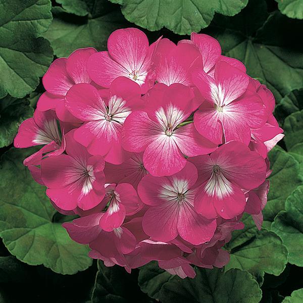 Geranium Ringo 2000 Deep Rose - Bloom