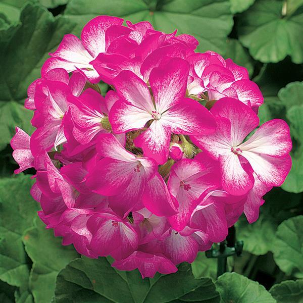 Geranium Ringo 2000 Rose Star - Bloom