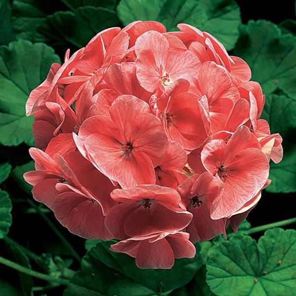 Geranium Ringo 2000 Salmon - Bloom
