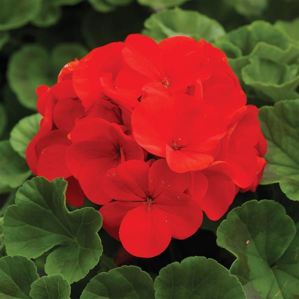 Geranium Ringo 2000 Deep Scarlet - Bloom