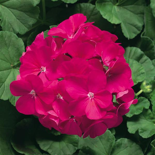 Geranium Ringo 2000 Violet - Bloom