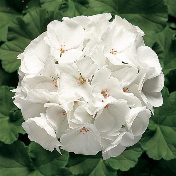 Geranium Ringo 2000 White - Bloom