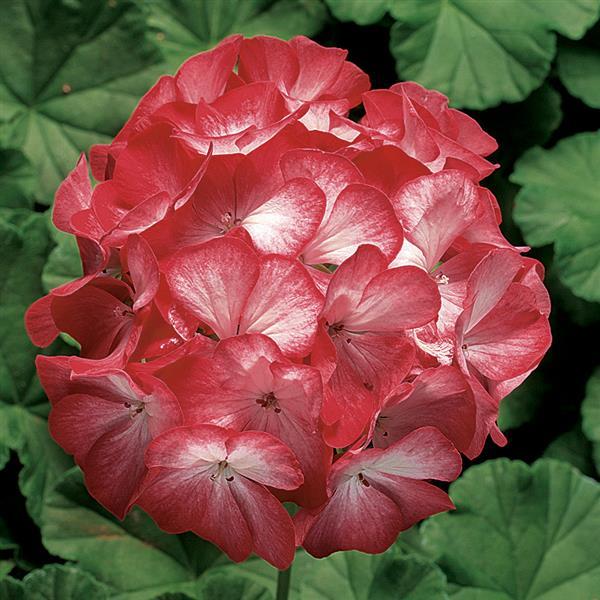 Geranium Ringo 2000 Scarlet Star - Bloom
