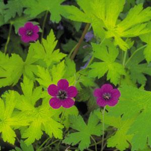 Geranium Ann Folkard - Bloom