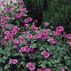 Geranium Other Ann Folkard - Garden
