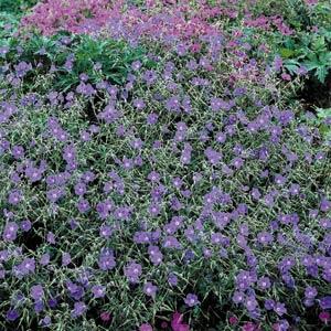 Geranium Other Brookside - Garden