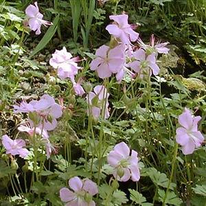 Geranium Dalmaticum - Bloom