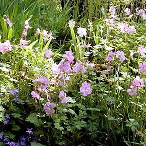Geranium Other Dalmaticum - Garden