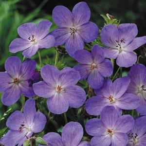 Geranium Johnsons Blue - Bloom