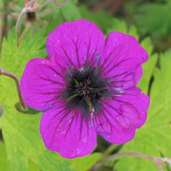 Geranium Sandrine - Bloom