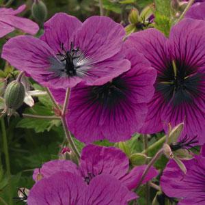 Geranium Dragon Heart - Bloom
