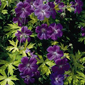 Geranium Blue Sunrise - Bloom
