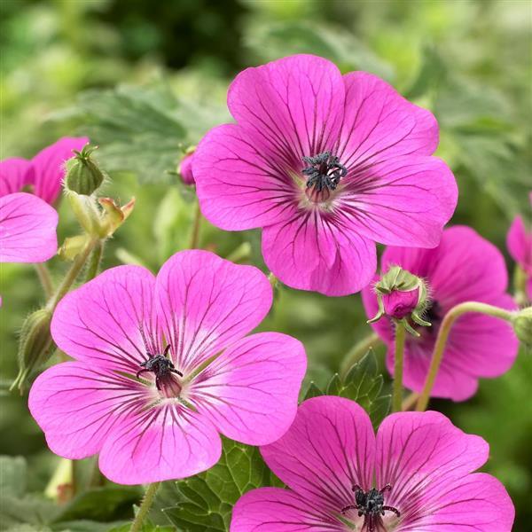Geranium Pink Penny - Bloom
