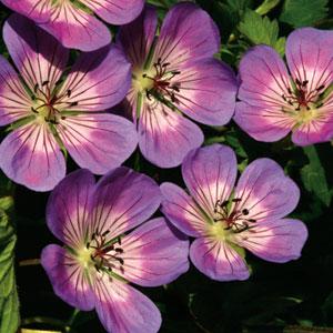 Geranium Sweet Heidy - Bloom