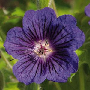 Geranium Blue Blood - Bloom