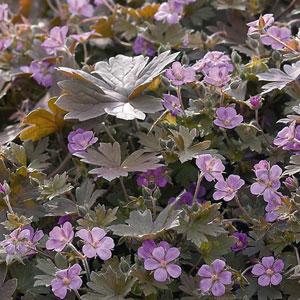 Geranium Bob's Blunder - Bloom
