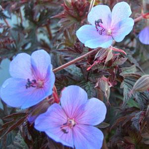 Geranium Midnight Blues - Bloom