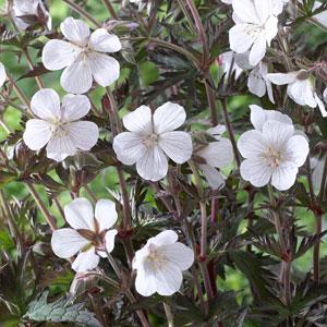 Geranium Midnight Clouds - Bloom