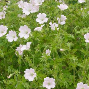 Geranium Maurice Moka - Bloom