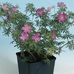 Geranium sanguineum Other Other - Bloom