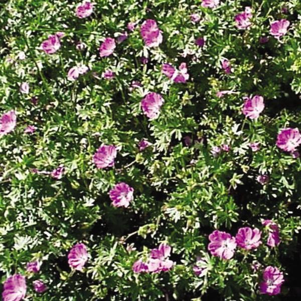 Geranium sanguineum Max Frei - Bloom
