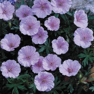 Geranium sanguineum Striatum - Bloom