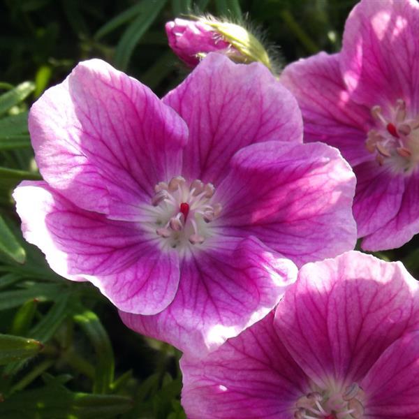 Geranium sanguineum Elke - Bloom
