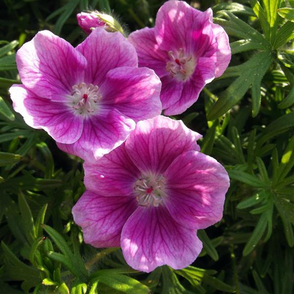 Geranium sanguineum Other Elke - Garden