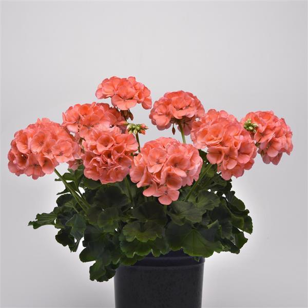 PLANT NAME Container