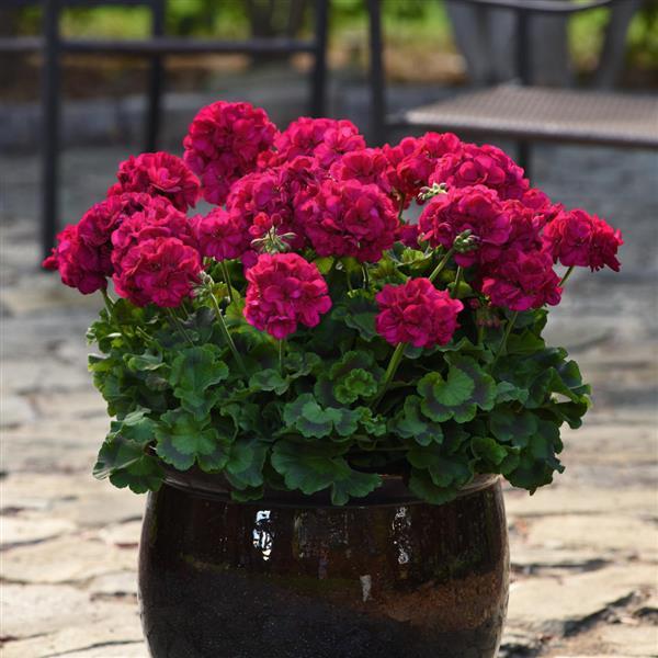PLANT NAME Container