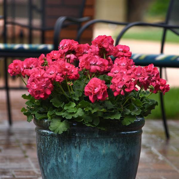 PLANT NAME Container