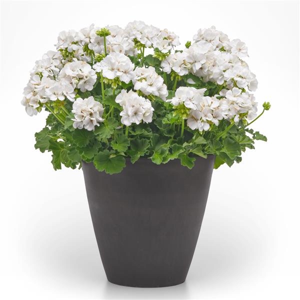 PLANT NAME Container